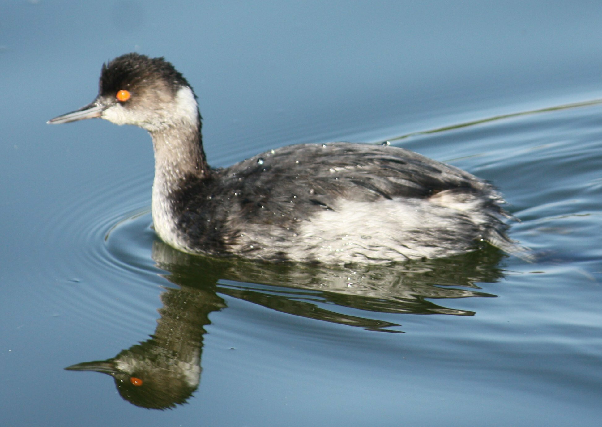 High Resolution Podiceps nigricollis Animal